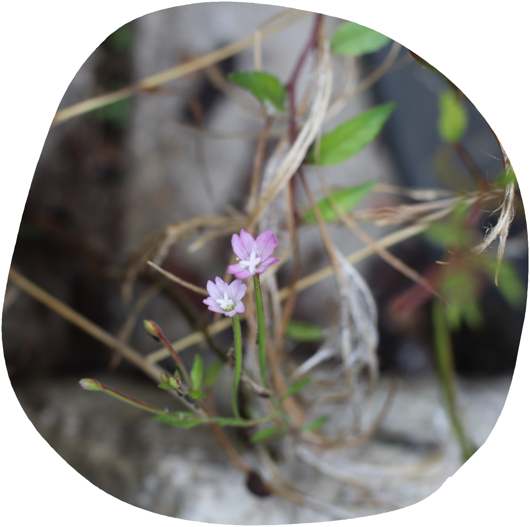 Broad-leaved Willowherb