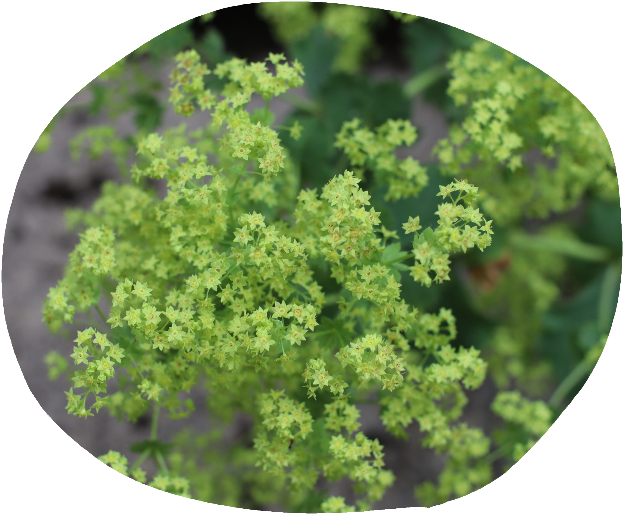 Lady's Mantle flower clusters