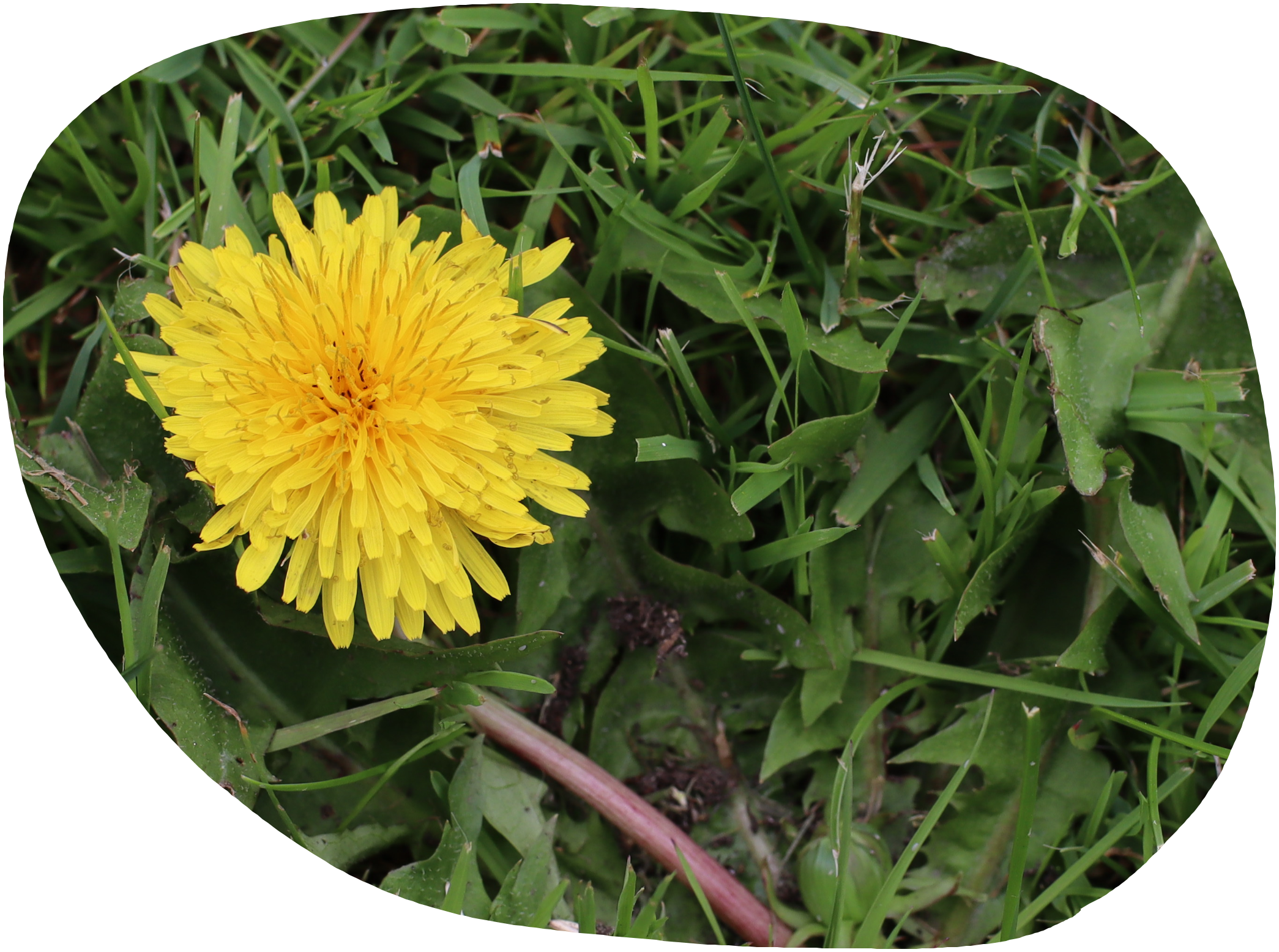 Dandelion