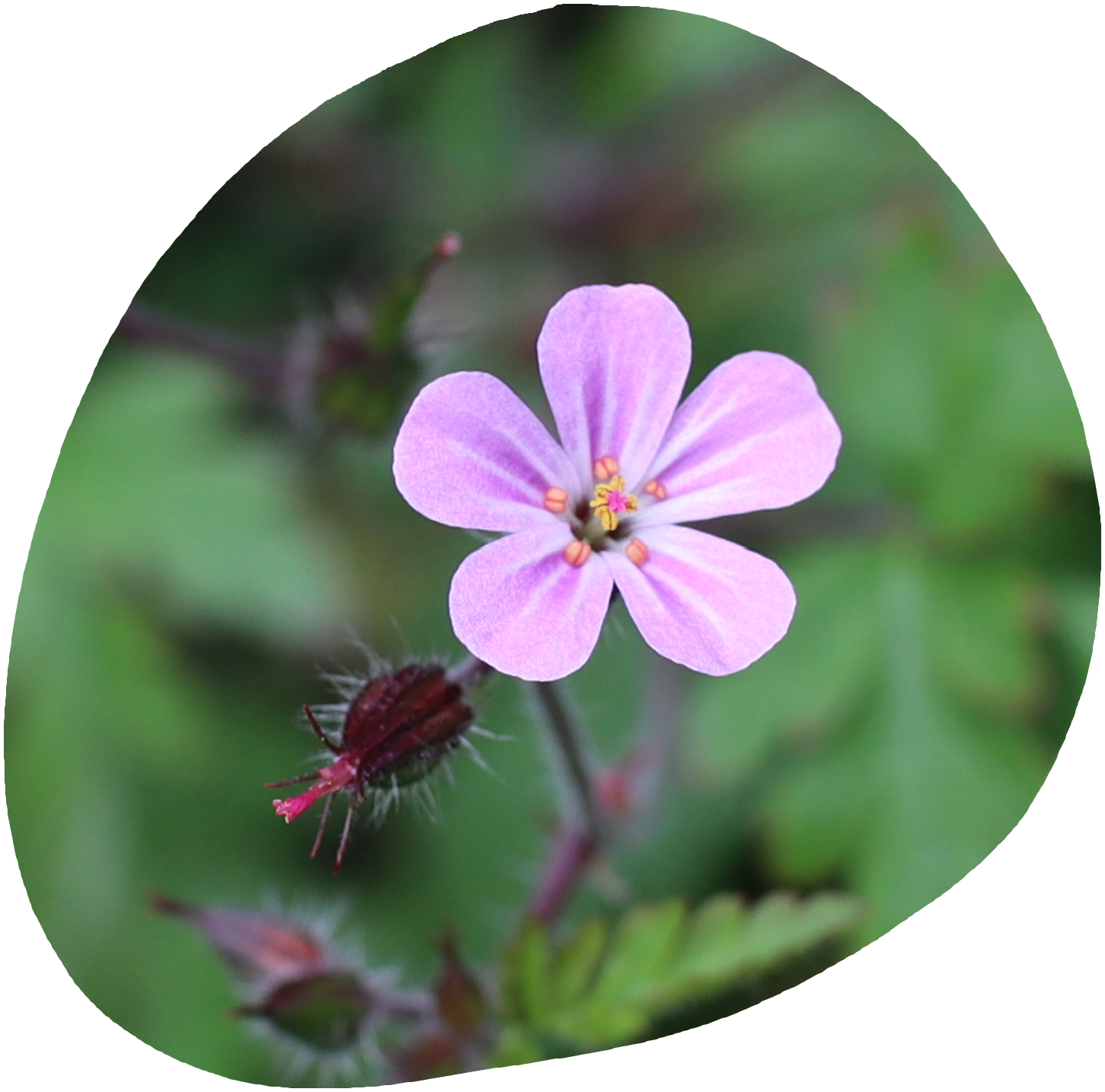 Herb-Robert 2