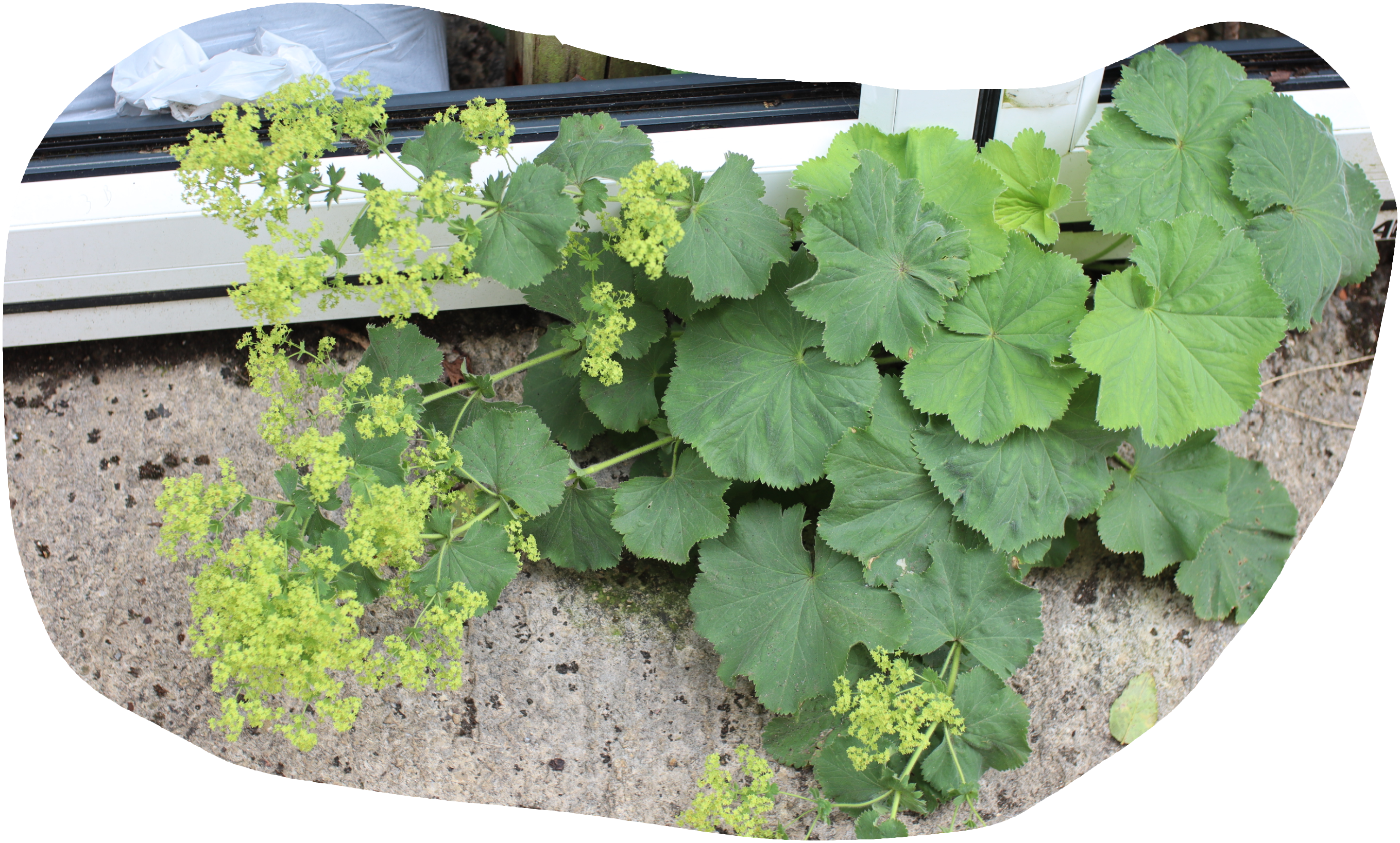 Lady's Mantle